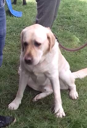 Pokaż zdjęcie: Fundacja Labrador Pies Przewodnik 