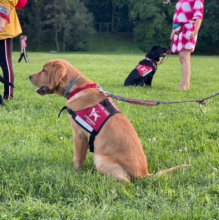 Pokaż zdjęcie: Dwa labradory, brązowy oraz czarny siedzą na trawniku, mając wzrok skierowany w przeciwne strony. Obok labradorów stoją dwie osoby, a w oddali można dostrzec drzewa liściaste oraz małą dziewczynkę idącą po trawie.