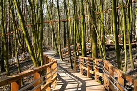 Pokaż zdjęcie: Park z dużą ilością drzew. Po środku ścieżka drewniana z drewnianymi barierkami.