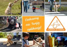 Pokaż zdjęcie: Na środku na pomarańczowym tle biały napis: czekamy na twoją aplikację, obok logo fundacj. Na około siedem zdjęć z psami w pracy. 